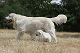 GOLDEN RETRIEVER 726
